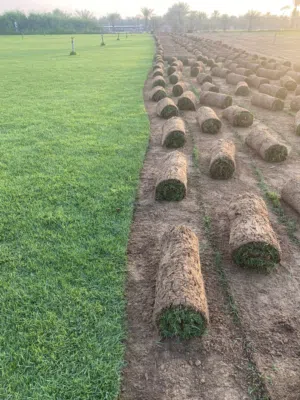 مسطحات خضراء للبيع داخل الامارات