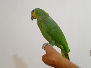 ببغاء امزوني