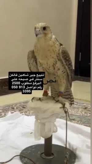 طيرللبيعر م