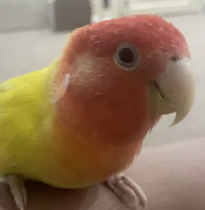 HM Birds 