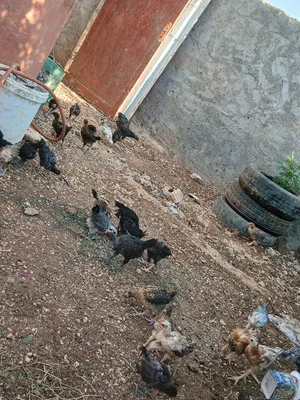 Chickens3