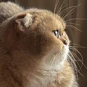 Scottish Fold Triple Fold Golden shorthairالوصف مهم جدا
