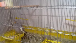 جواز كوكتيل وحب للبيع