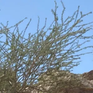 الحمدلله 