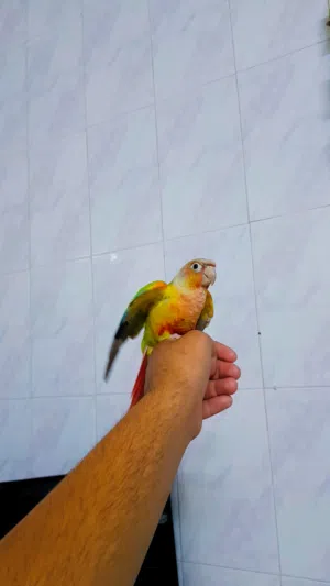 ببغاء جرين شيك اناناس طفره محجل اليف 90 بالميه