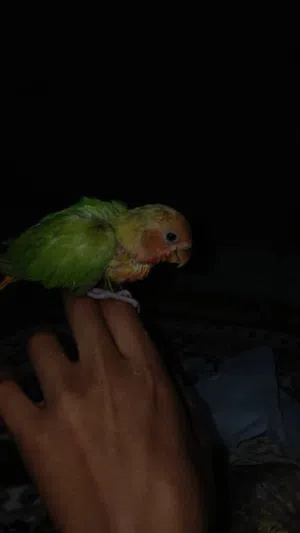 روز سعره 100 دينار فقط