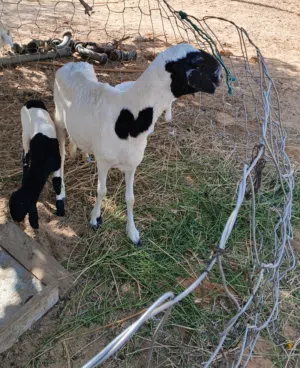 نعجه فلاتيه تبارك رحمن