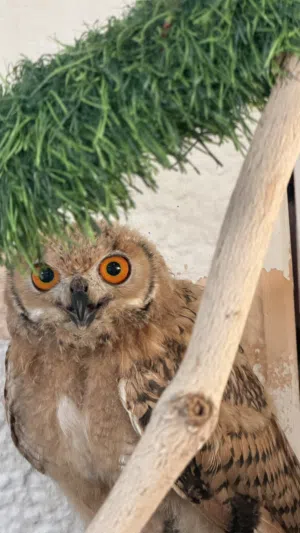 بومه نسريه الحجم الكبير