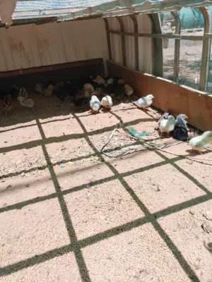 صيصان بلدي بذره الاصليه