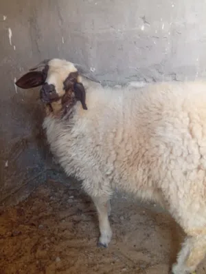 خروف وطني بي صحة جيدة