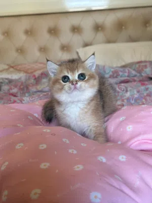 قط ذكر سكوتش ستريت جولد بيور للبيع