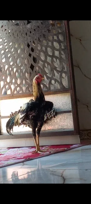 للبيع ديج هراتي تركي طير جاهز وسعره مناسب وشراي بخدمته