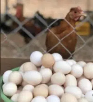 منتجات المزرعة: بيض عضوي 100%