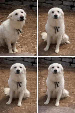 جيرمن - كلب أبيض فروه كثيف