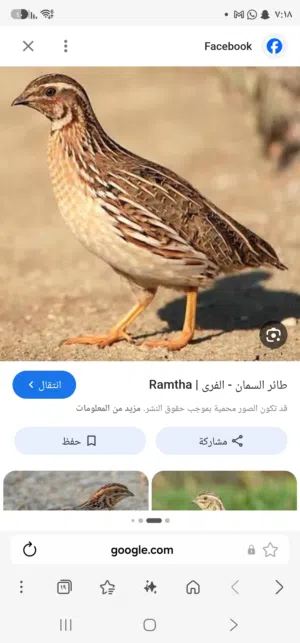 مطلوب سمان