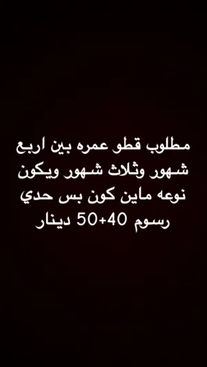 مطلوب للتبني احتاااج يعني ابي كتن ماين كون واي نوع غير بلدي و شيرازي الي عنده يكلمني وعدم التصال