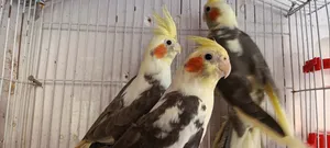 Birds1