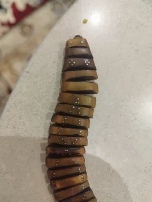 مسباح نادر من نواة التمرالخالص ثعبان