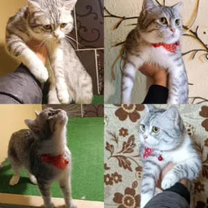 سكوتش سلفر شيددً للبيع بداعي السفر  بسعر مغري جدا