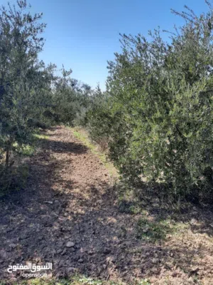 1 Bedroom Farms for Sale in Saladin Al Duloiya
