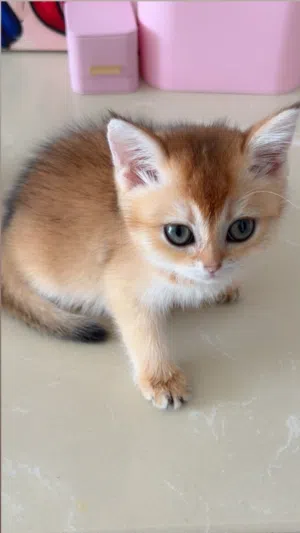 British cat her name is Paris