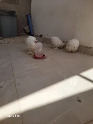 الله يبارك دجاج سترالي للبيع