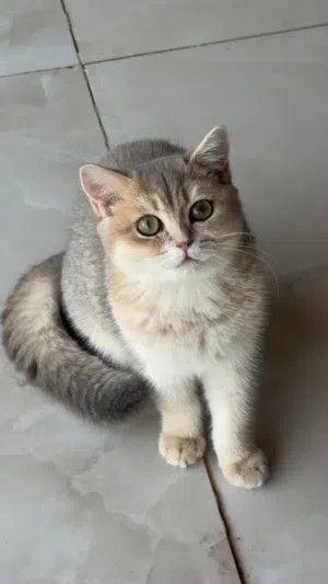 british cat