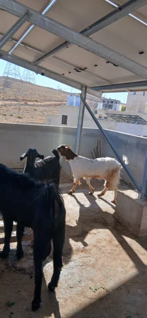 تيس وسخلتين للبيع