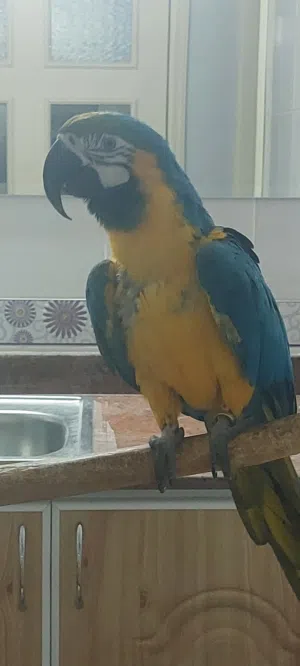 Blue and Gold Macaw