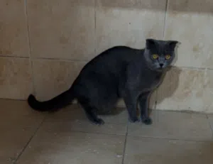Cat -Female British Shorthair, 1 year old, free for adoption