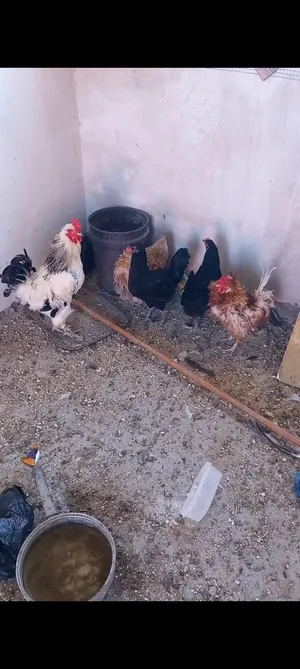 ‏دجاج‏1