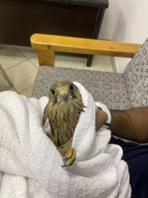طير حر للبيع