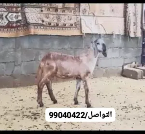 حملة سودانية نوعيه طيبه .