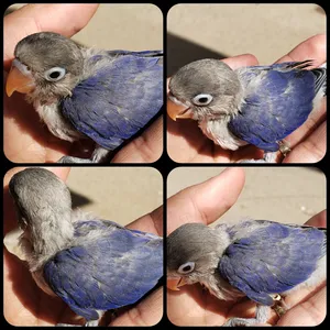 Birds2