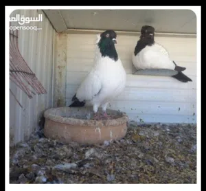 جوزين تبارك الرحمن شغاله ومكفوله تحتم بيض