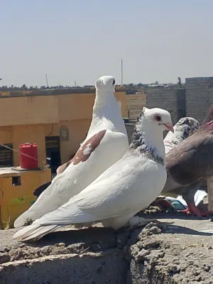 زوج ارفل مطاريد يخبلان جايت علا بيض