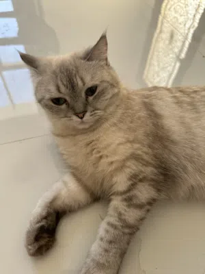 Cat for adoption