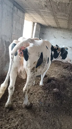 Cows3