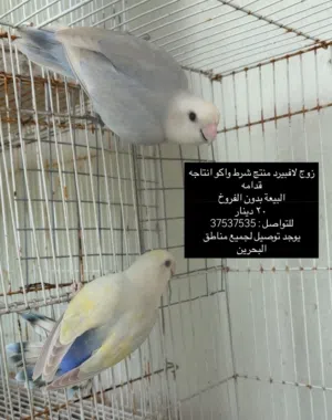 زوج لافبيرد منتج مضمون