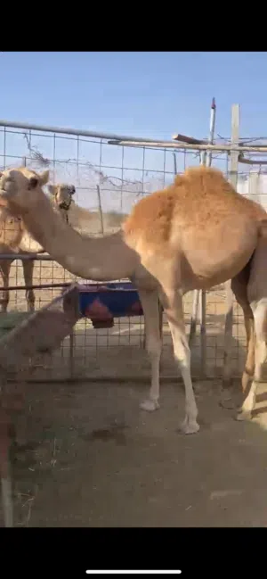 بكرة لحم سمين للبيع