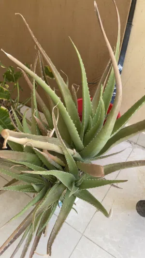 Plants for Sale Small Plants - 1.000 OMR Big Plants- 2.000 OMR