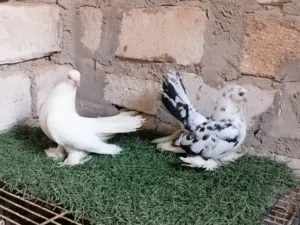 كوبيا روسي ماشاء الله تبارك الله لاقوة الا بالله