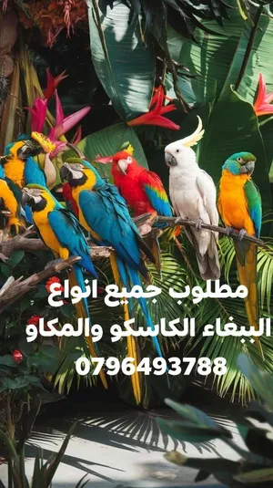 ‏ببغاء‏0