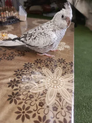 طير ببغاء جميل جدا