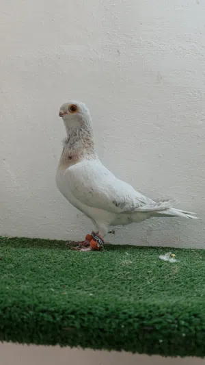 فحل ذباني قراقطة