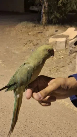ببغاء أليف