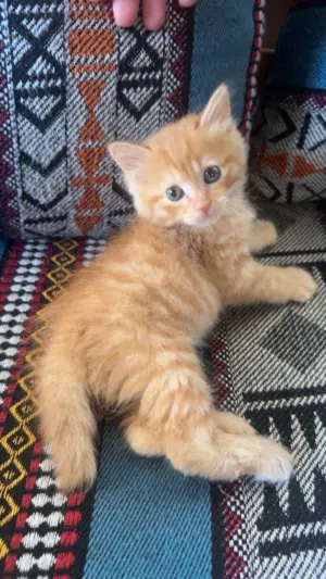 بس برتقالي صغير