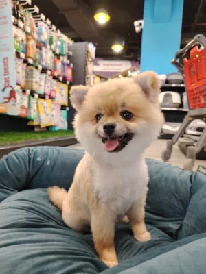 Pure American Pomeranian