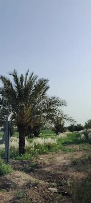 دوانم للبيع