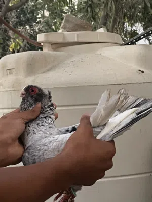حمامات طيره ذبانيه صفرة